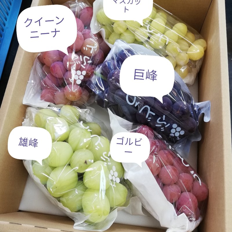 ブドウのおまかせ詰め合わせ(矢田農園)