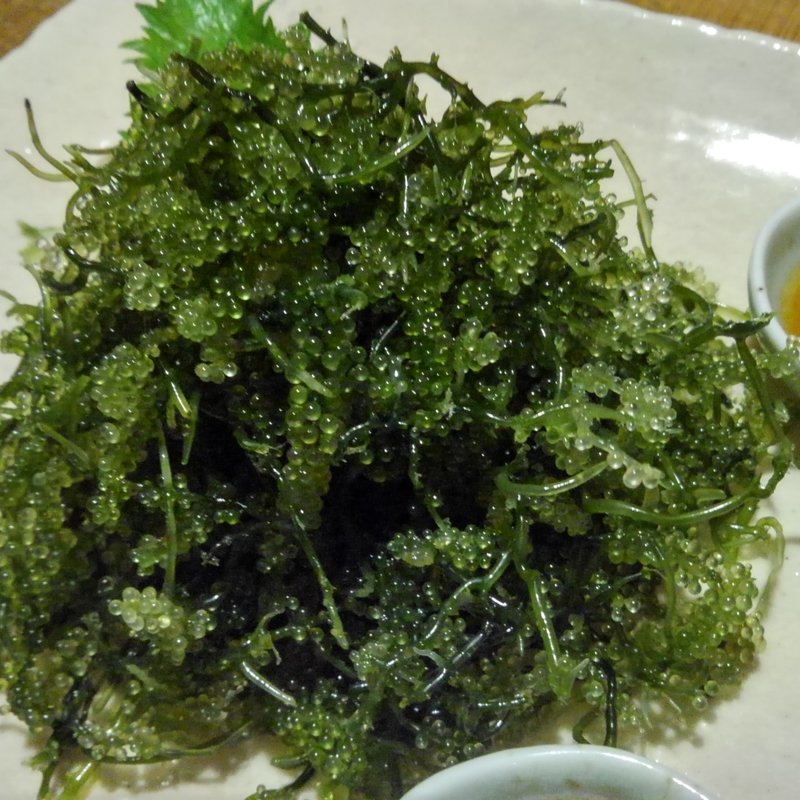 活海ぶどう(ニライカナイ立川店)