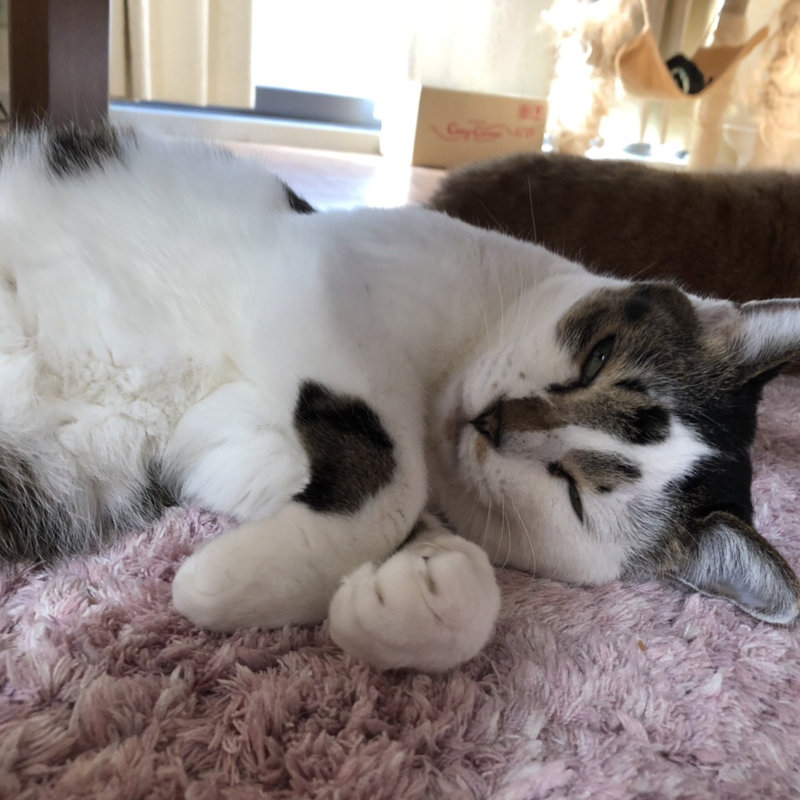 カレー蕎麦 うどん(のもと屋作吉)