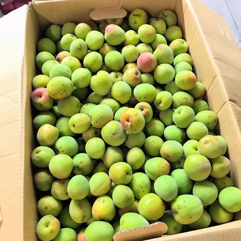 梅(やまけん酒店)