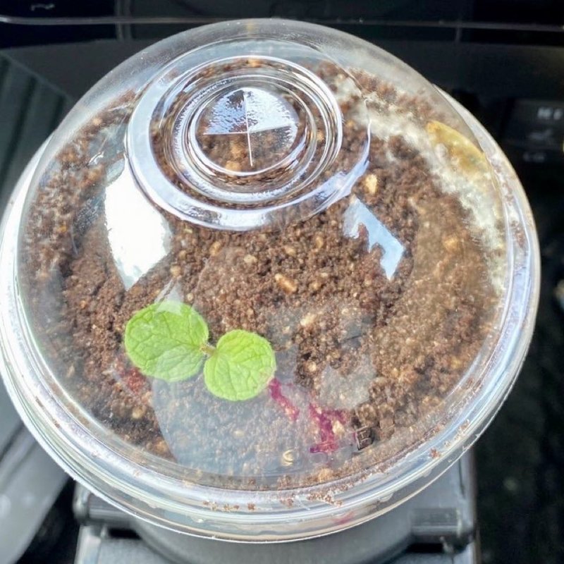 盆栽ミルクティー(台湾甜商店 枚方T-SITE店)