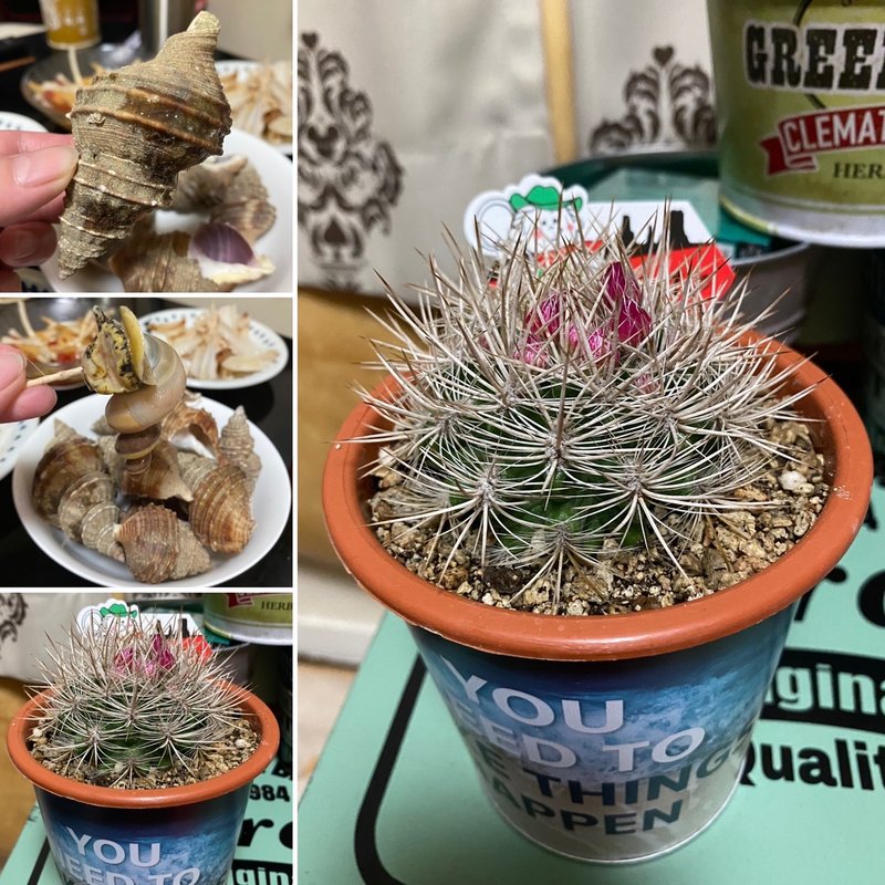 つぶ貝蒸し(自宅)