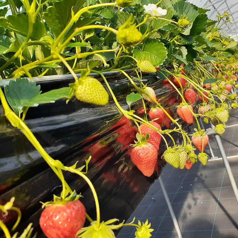 いちご狩り(岡山フルーツ農園)