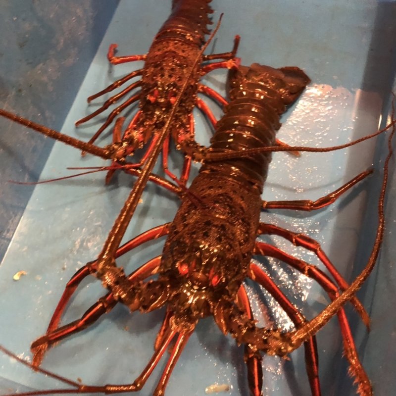 伊勢海老お造り(磯料理ヨット )