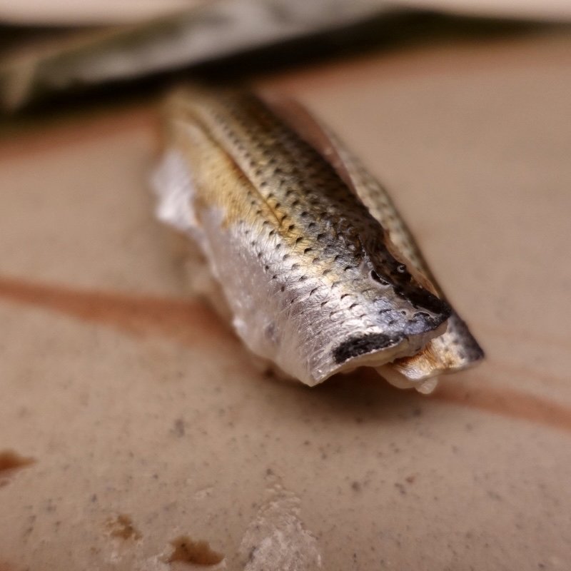 小鰭(鮨木場谷 （スシキバタニ）)