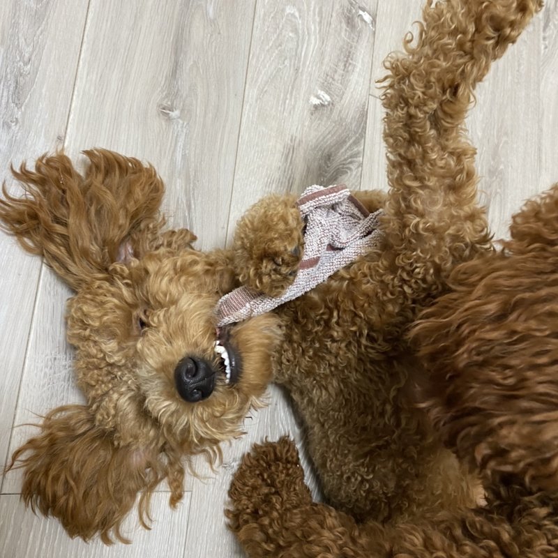 特選ランチ(くろしお回転寿司 )