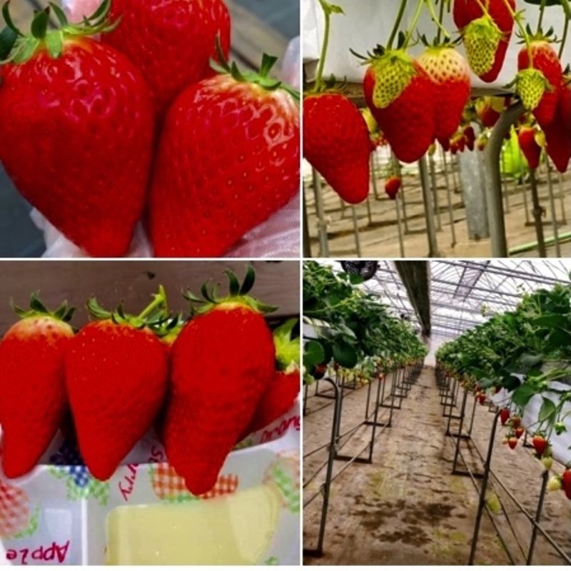 イチゴ狩り(ふるさと農園)