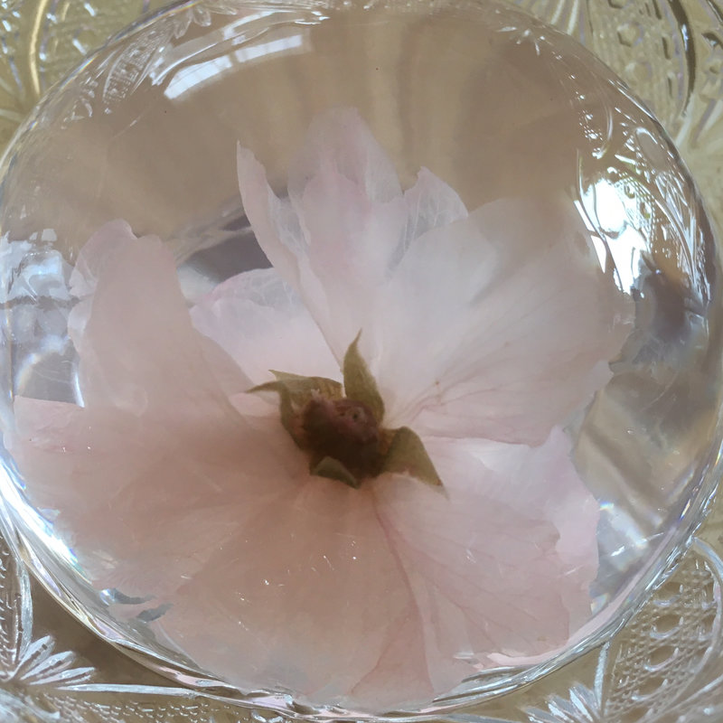 さくらゼリー(栄太郎)