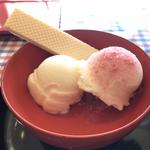 桜をかけて食べるアイスクリーム