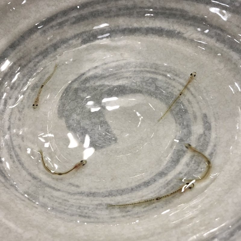 白魚の踊り食い(寿司居酒屋 萬屋 (まんや))