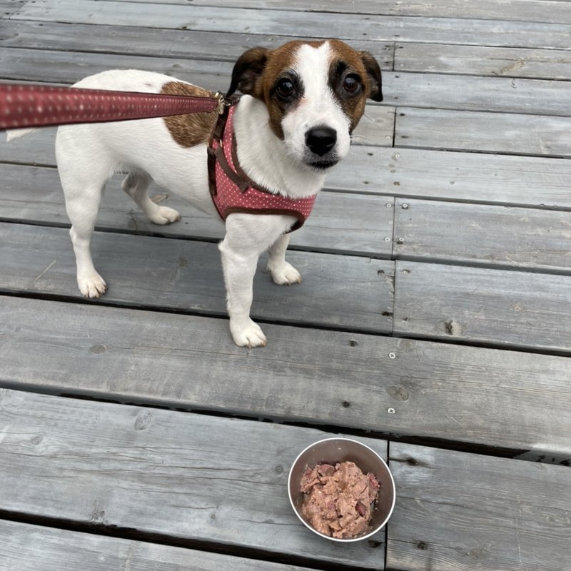 わんこメニュー　ビーフ(Hygge Village(ヒュッゲヴィレッジ　Eagle Nest village))