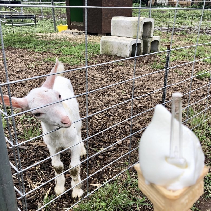 しぼりたてミルクジェラート(三角コーン)(加藤牧場 Baffi 日高本店 （バッフィ）)