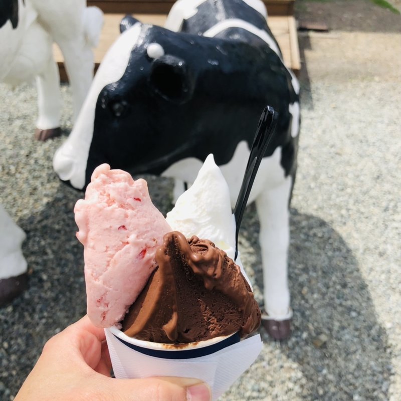 大人のショ大人のショコラ　山中牧場ミルク　大石プラム(GELATERIA GELABO(ジェラテリアジェラボ）)