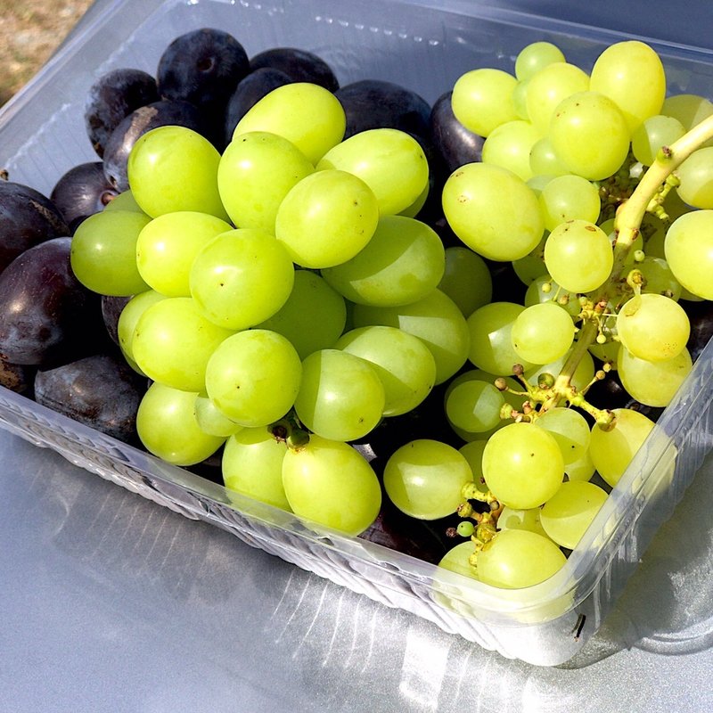 シャインマスカット＆プルーン(千田ぶどう園)