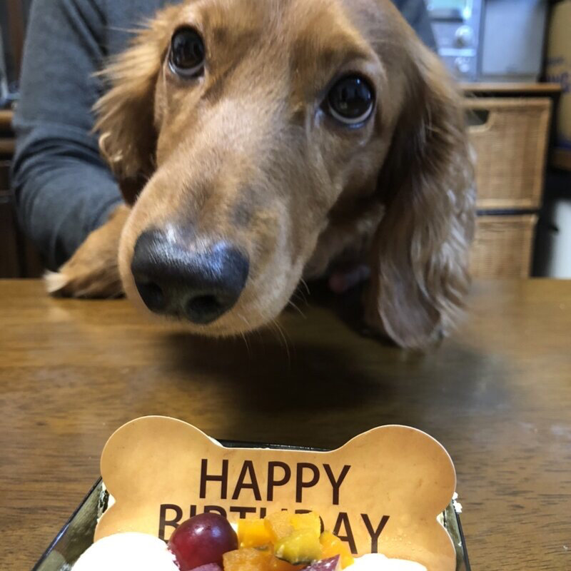 ベジ&シュリンプカレー(カレーレストラン シバ)