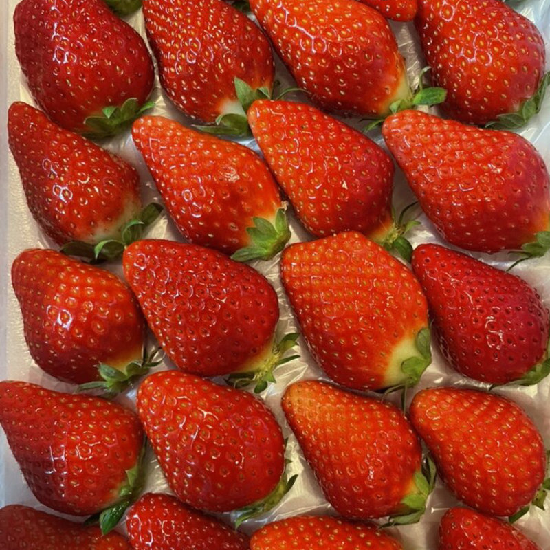 苺(磯山観光いちご園 （イソヤマカンコウイチゴエン）)