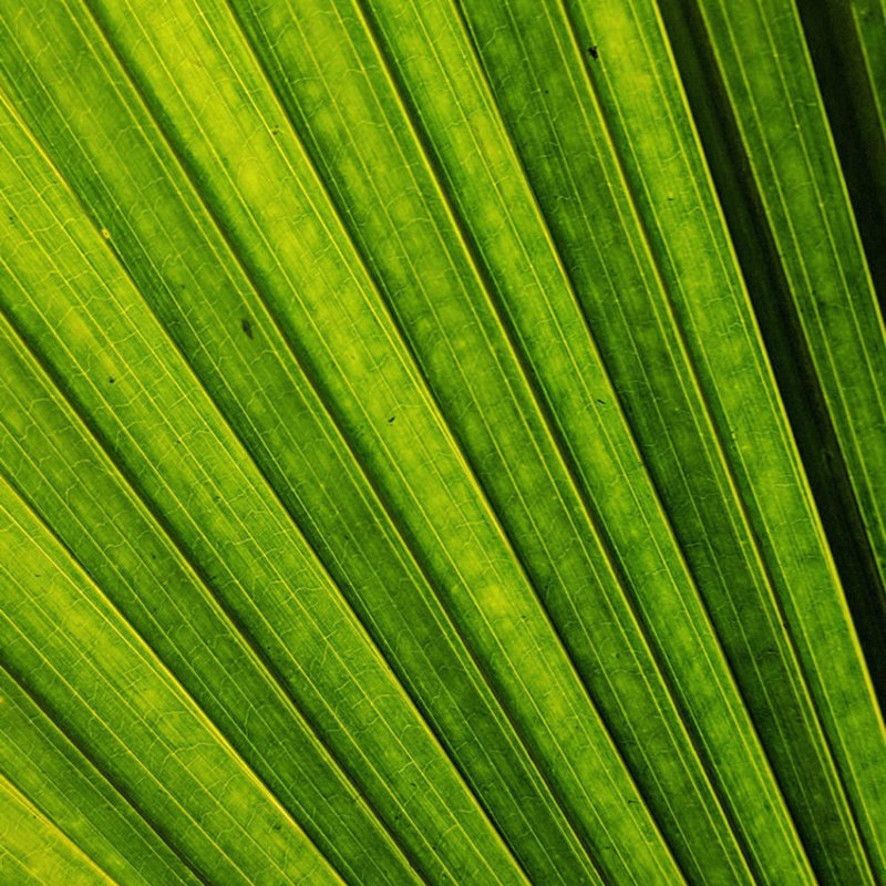 もつらーめん(一茶庵 支店 )