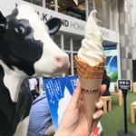 おおともチーズ工房ソフトクリーム(MILKLAND HOKKAIDO→TOKYO　ミルクランド北海道)