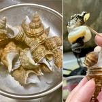 つぶ貝🐚(自宅)