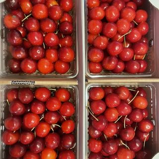 さくらんぼ(余市さくらんぼ)