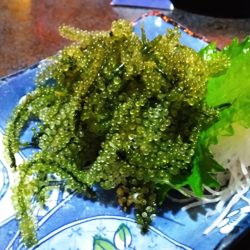 ぷちぷち海ぶどう(てぃーだかんかん 飛田給店 )