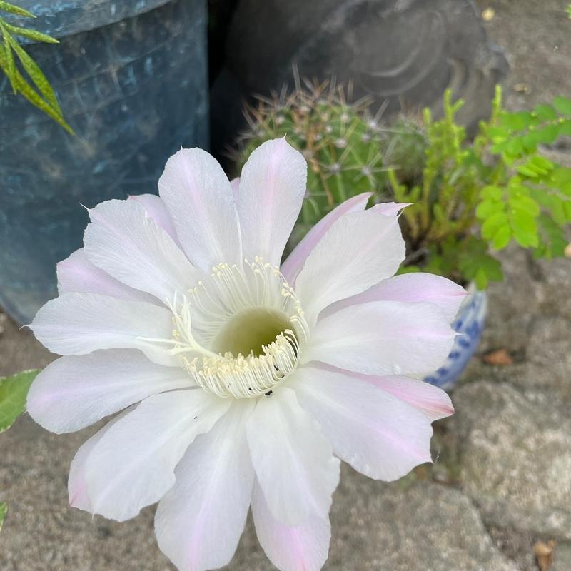 (ラーメン桐生足利店)