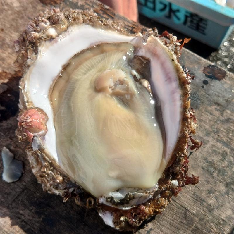 岩牡蠣(回転寿司森田 那珂湊1号店)