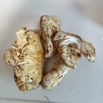 (吉野家 ３８号線帯広店)