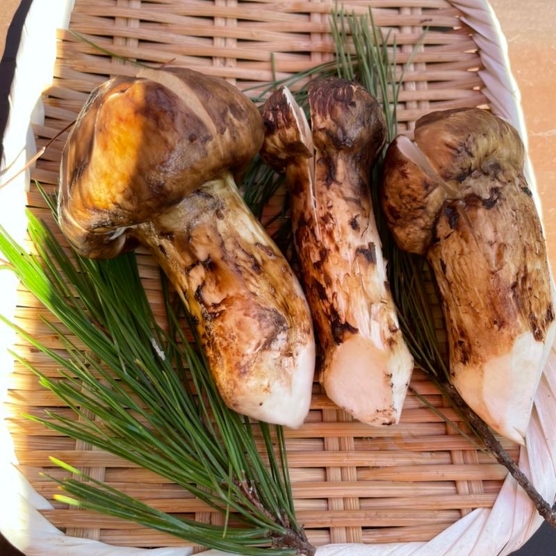 松茸コース(松茸小屋 あぜみち山荘)