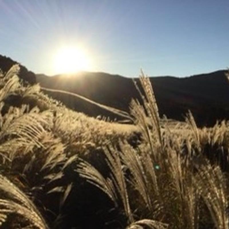 吾亦紅セット（そば選択、くずきり付き）(吾亦紅 われもこう)