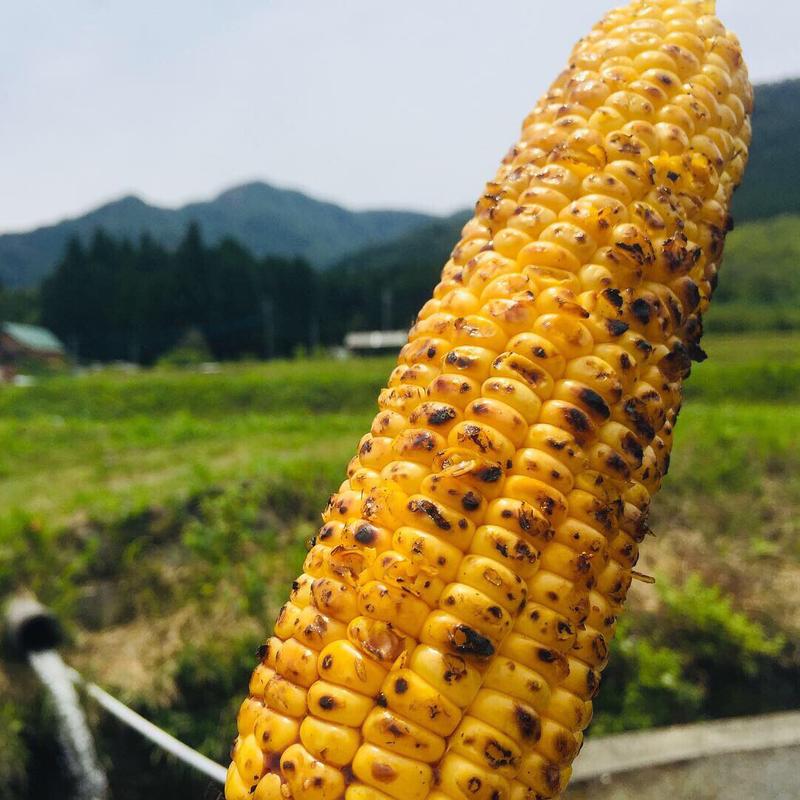 焼きとうもろこし(生で食べらる未来コーンあります)