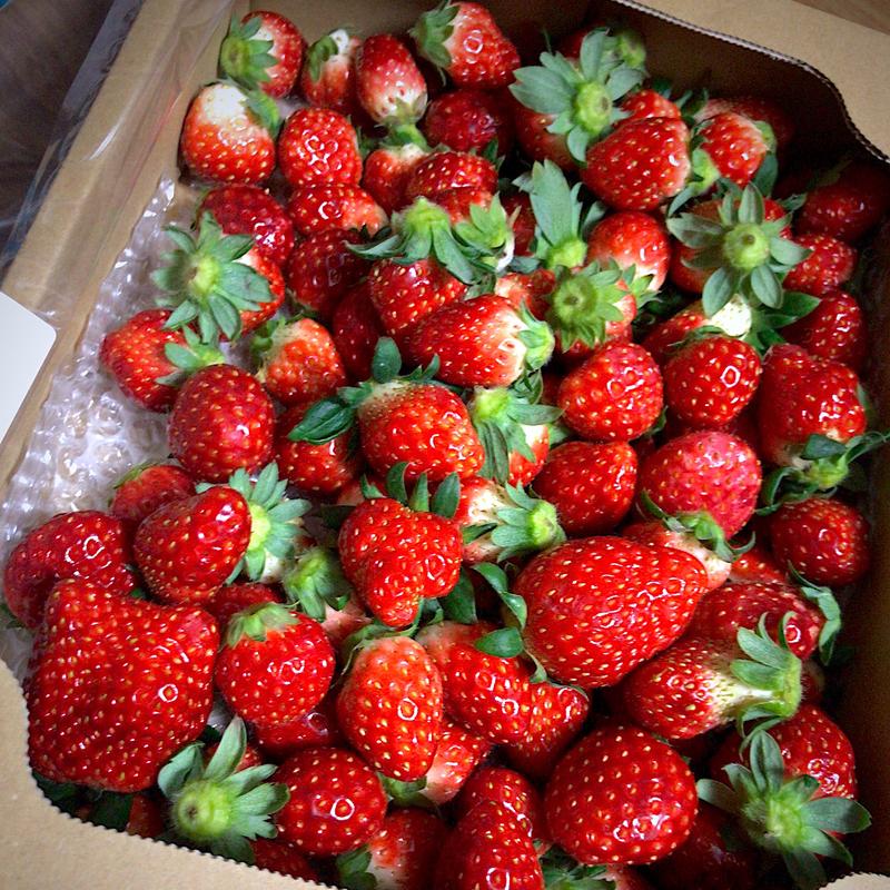 とちおとめ(やまもと夢いちごの郷 フードコート)