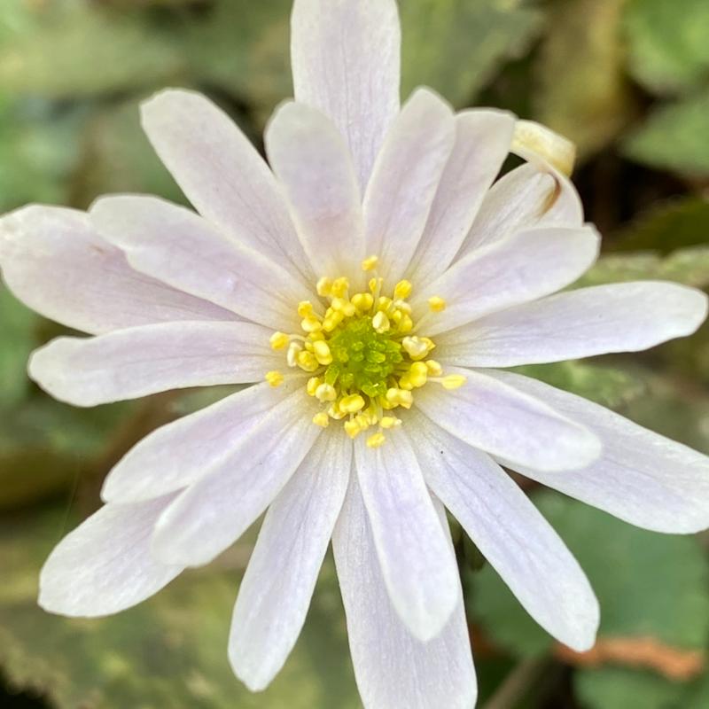 (里山快席 和食処 和み亭 )