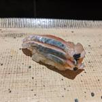 ニシン