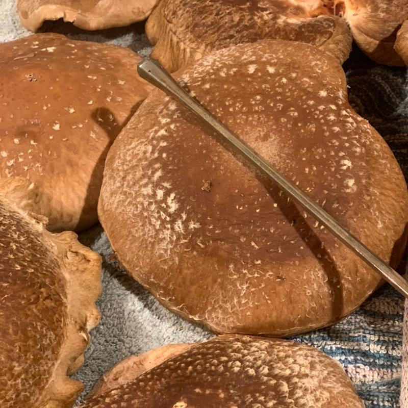 ジャンボ椎茸栗原幼宝茸(ダイニングバーReturnリターン)