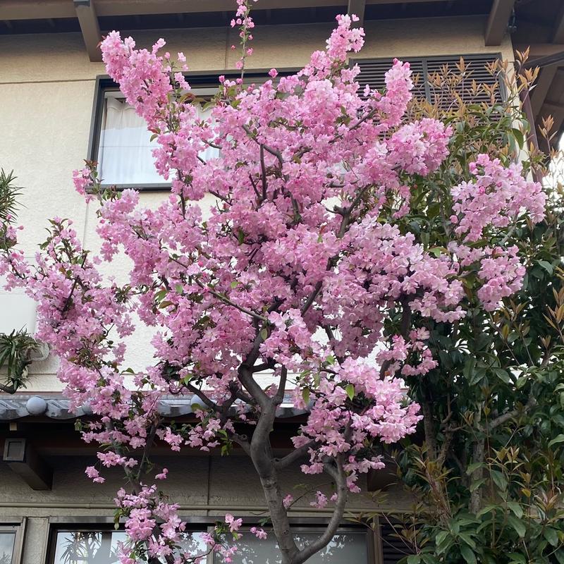 (お好みハウス雅)