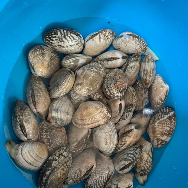 (小長井町漁協直売所 )