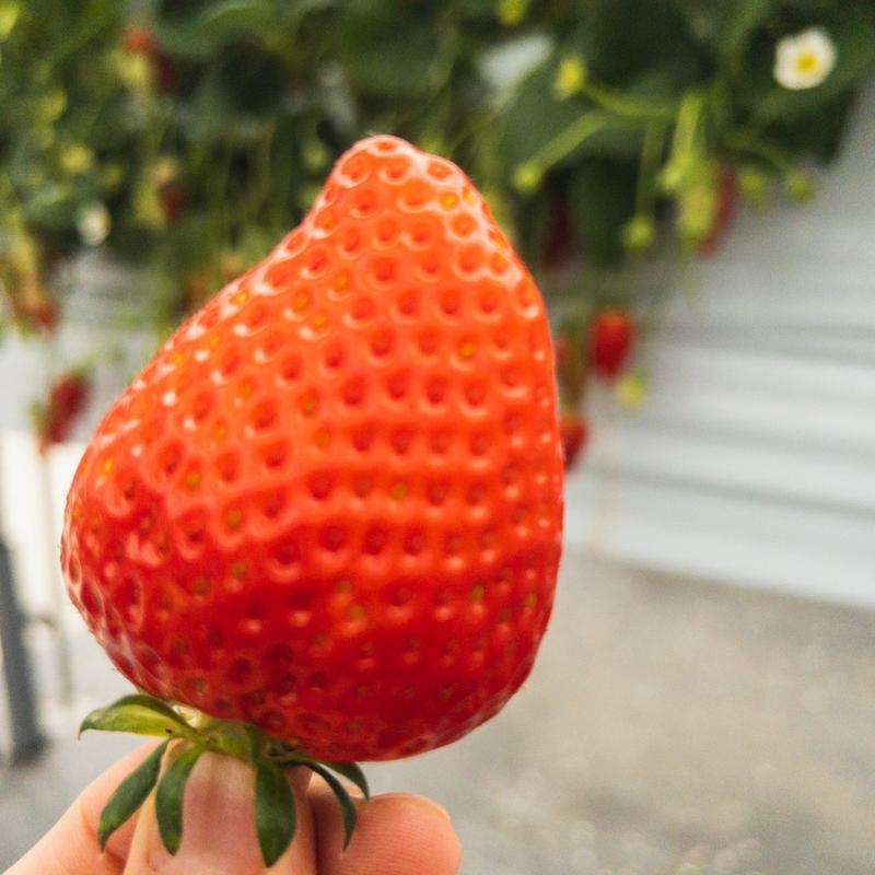 かおり野(いちごの丘)