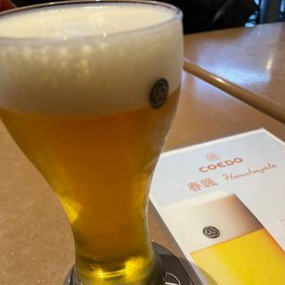 『春颯 -Haruhayate- 2023』M size(COEDO BREWRY THE RESTAURANT)