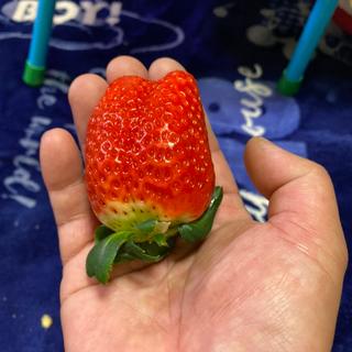 スカイベリー(道の駅 みかも)