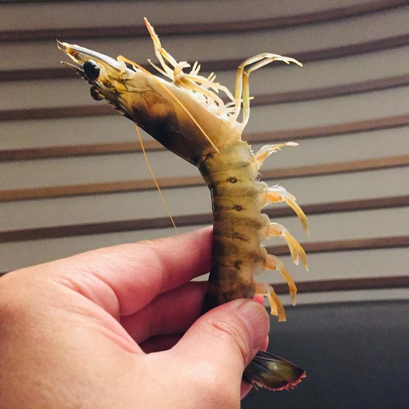 車海老のおどり食い(ホテル 竜宮)