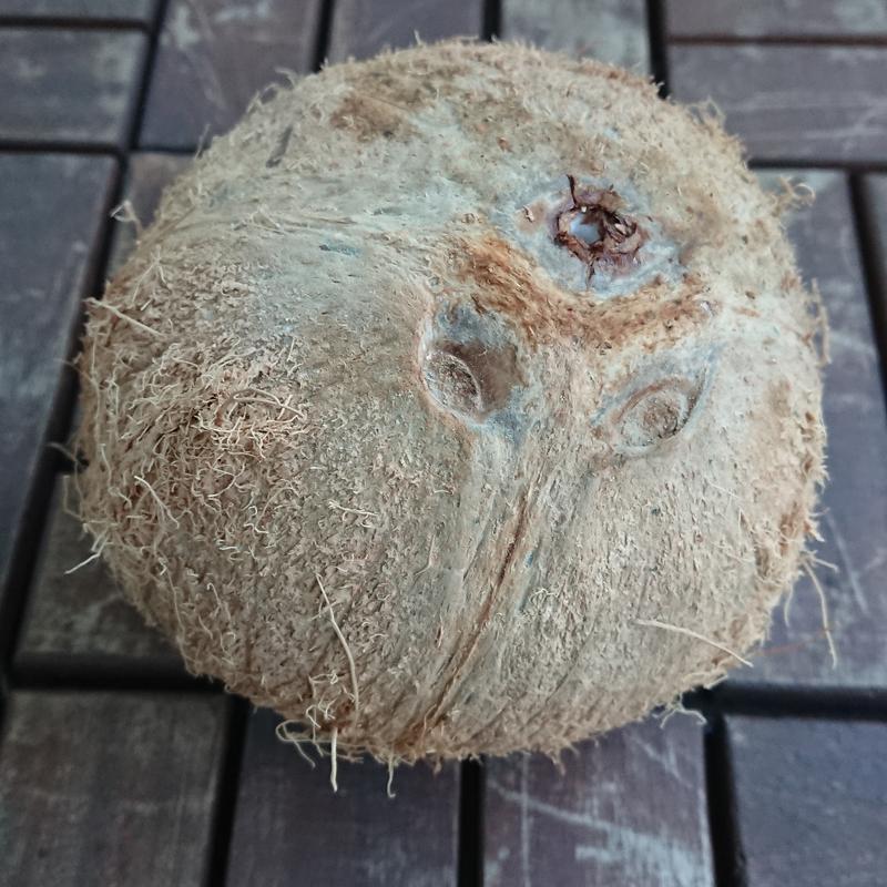 ココナッツ(亀戸駅北口の商店街)