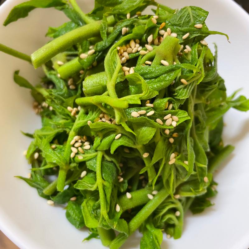 タラの芽おひたし(旭町)