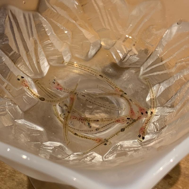 素魚踊り喰い(磯ぎよし　天神店)