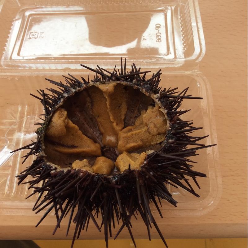 から付きうに(あけみちゃん号 )