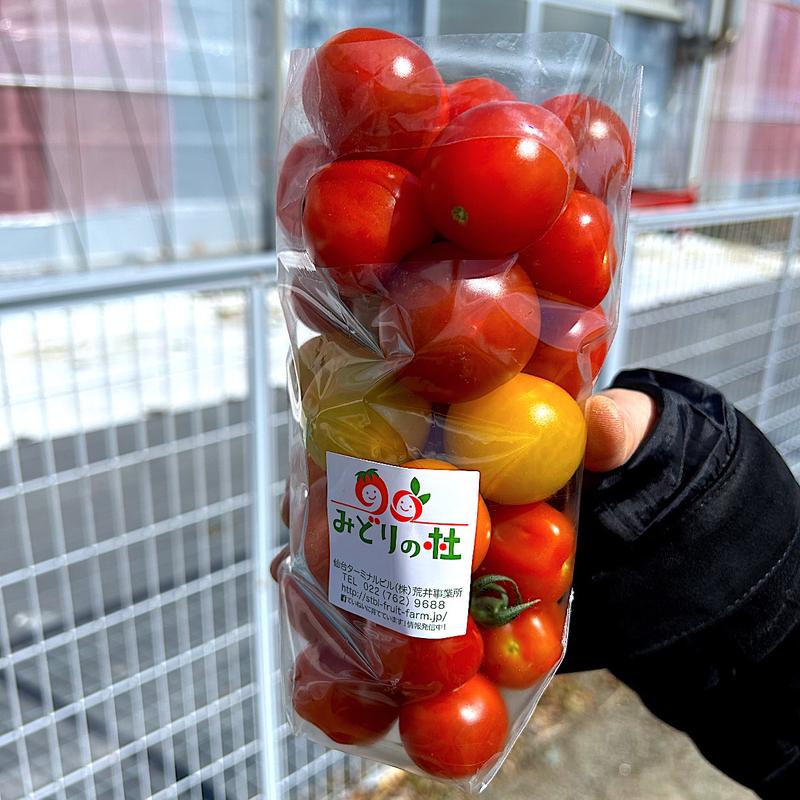 トマト狩り(せんだい農業園芸センター)