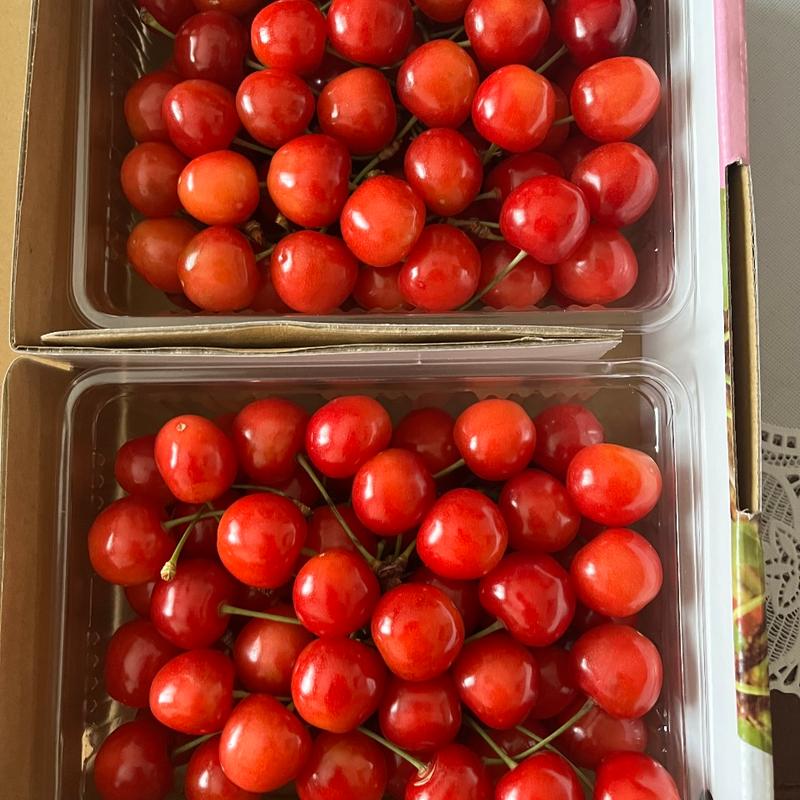 さくらんぼ(山形)