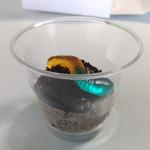 クッキークリームプディング(クラムクエスト)