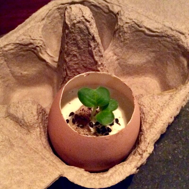 付き出し(南瓜の茶碗蒸し)(炭火焼鳥コクレ （Sumibiyakitori Coquelet）)