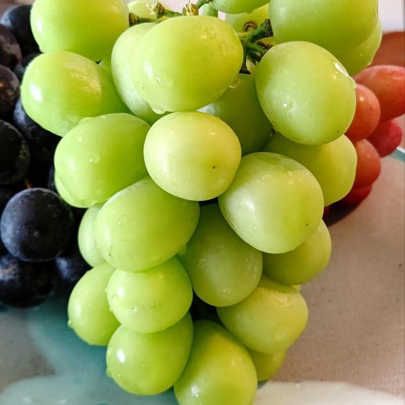 シャインマスカット(中道島地産直売所)